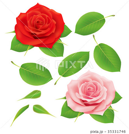 バラ 35331746