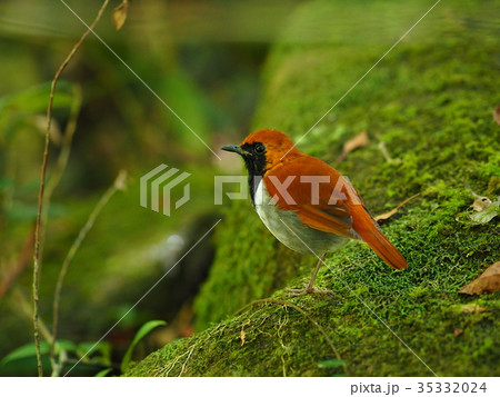 ホントウアカヒゲ 35332024