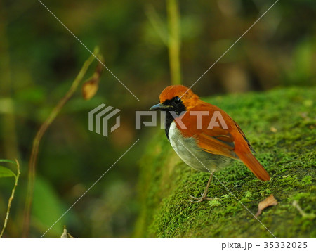 ホントウアカヒゲ 35332025