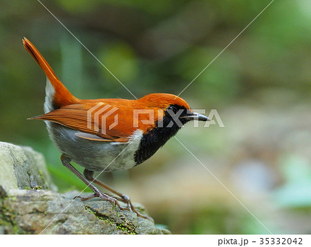 ホントウアカヒゲ 35332042