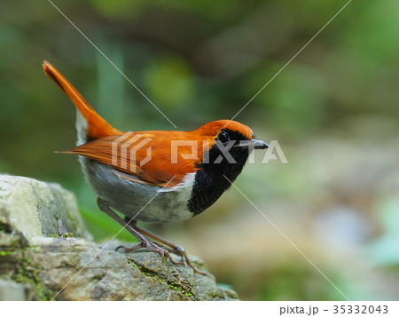 ホントウアカヒゲ 35332043