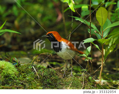 ホントウアカヒゲ 35332054