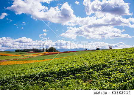 丘の風景　秋景色　美瑛　拓進 35332514