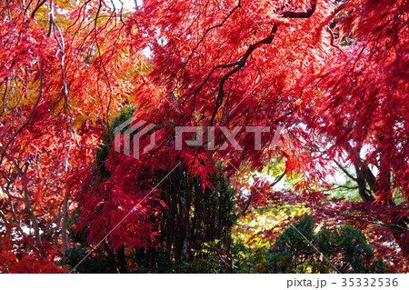 美しい紅色の世界 ベニシダレ 美しい紅色の世界 ベニシダレ 35332536