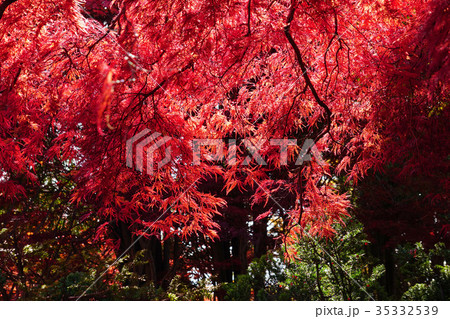 美しい紅色の世界 ベニシダレ 美しい紅色の世界 ベニシダレ 35332539