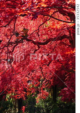 美しい紅色の世界 ベニシダレ 美しい紅色の世界 ベニシダレ 35332542