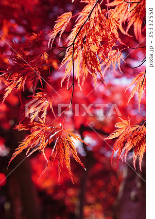 美しい紅色の世界 ベニシダレ 美しい紅色の世界 ベニシダレ 35332550