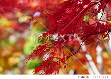 美しい紅色の世界　ベニシダレ 35332553