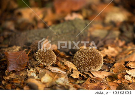 Lycoperdon echinatum inedible fungus 35332851