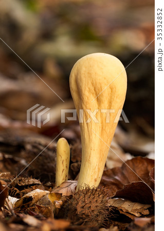 Clavariadelphus pistillaris inedible fungus 35332852