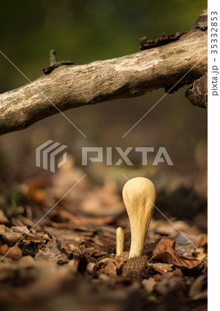 Clavariadelphus pistillaris inedible fungus 35332853