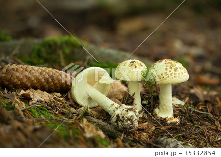 Amanita citrina inedible fungus grows 35332854