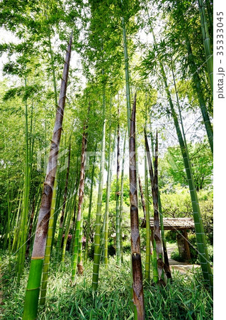 春の竹林 35333045