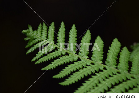 シダ植物 35333238