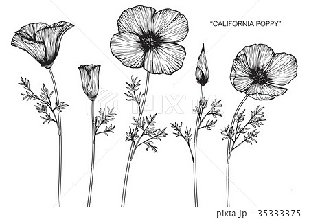 California poppy flower drawing. 35333375