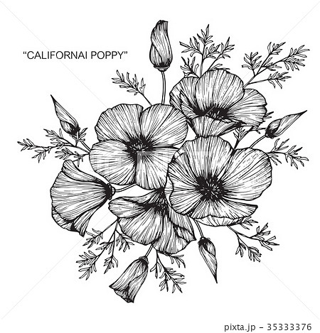poppy flower drawing