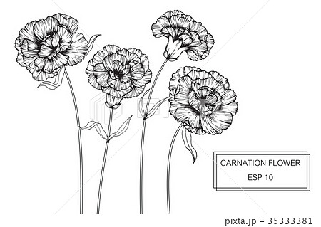 Carnation Flower Drawing のイラスト素材 35333381 Pixta