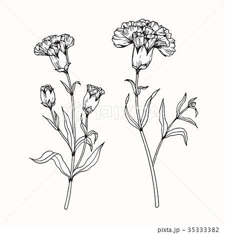 Carnation Flower Drawing のイラスト素材