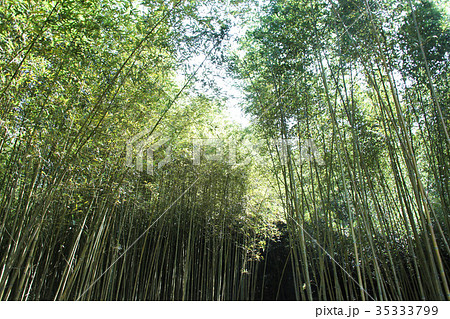 バンブー 青竹 竹 35333799