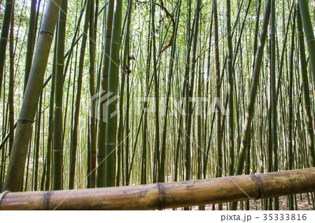 バンブー 青竹 竹 35333816