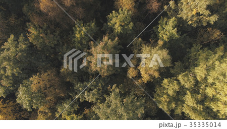 Aerial shot of autumn trees in forest 35335014
