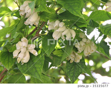 エゴノネコアシ エゴノネコアシ 35335077