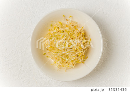 アルファルファもやし　Bean sprouts 35335436