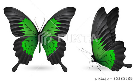 Set of colorful butterflies. Front and side view Set of colorful butterflies. Front and side view 35335539
