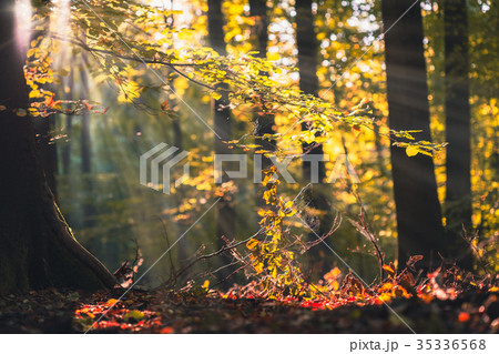 Golden autumn scene in a forest, with falling Golden autumn scene in a forest, with falling 35336568
