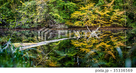 Beautiful autumn colored trees reflected in a 35336569