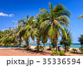 Coconut trees at Phan Rang beach, Ninh Thuan 35336594