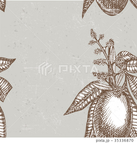 Hand drawn mango fruits card with leafs and mango Hand drawn mango fruits card with leafs and mango 35336870