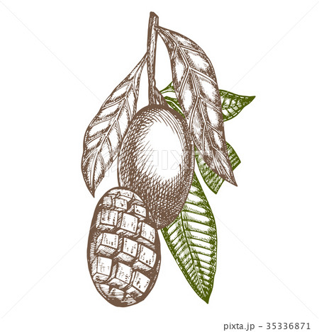 Mango tree vintage design template. Botanical Mango tree vintage design template. Botanical 35336871