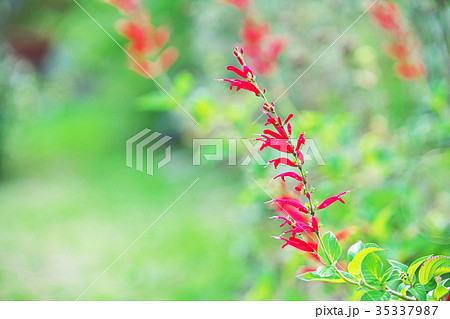 赤いパイナップルセージの花 赤いパイナップルセージの花 35337987