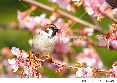 河津桜の愕を咥えるスズメ 35338209