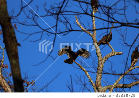 ヒメコンドル ヒメコンドル 35338729