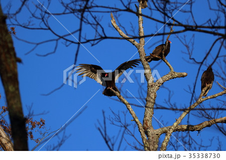 ヒメコンドル 35338730