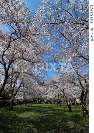 成田市 三里塚記念公園 桜 成田市 三里塚記念公園 桜 35338878