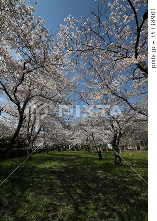 成田市 三里塚記念公園 桜 成田市 三里塚記念公園 桜 35338901