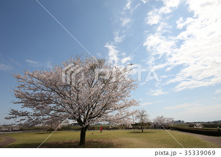 三里塚さくらの丘 桜 三里塚さくらの丘 桜 35339069