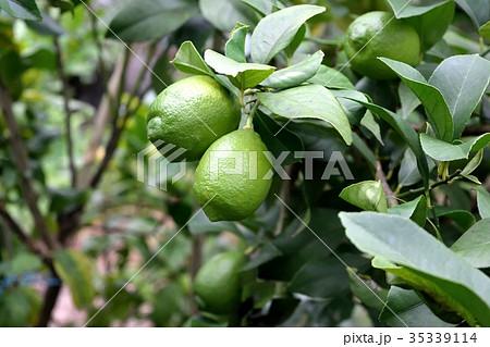 レモンの木 35339114