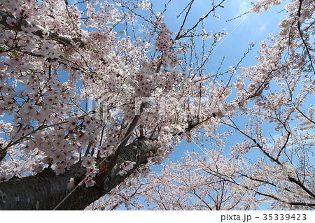 成田市さくらの山　桜 35339423