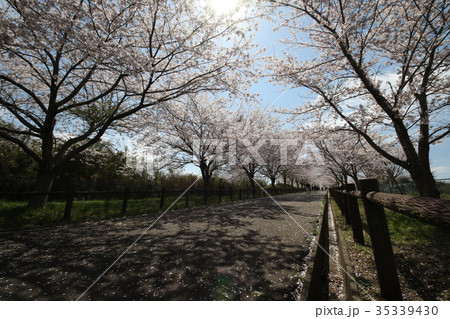 成田市さくらの山 桜 成田市さくらの山 桜 35339430