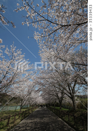 成田市さくらの山 桜 成田市さくらの山 桜 35339433