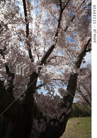 成田市さくらの山 桜 成田市さくらの山 桜 35339436