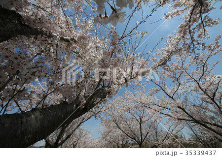 成田市さくらの山　桜 35339437