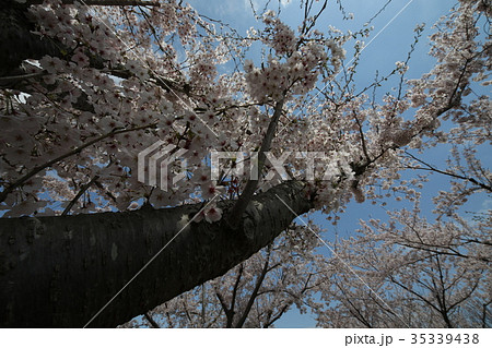 成田市さくらの山 桜 成田市さくらの山 桜 35339438