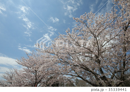 成田市さくらの山 桜 成田市さくらの山 桜 35339441