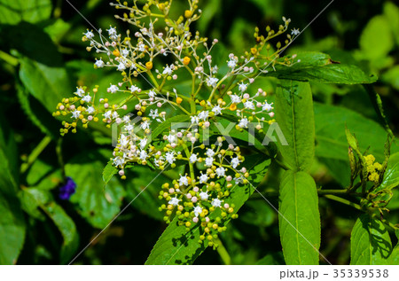 野生の花 野草 野花 35339538