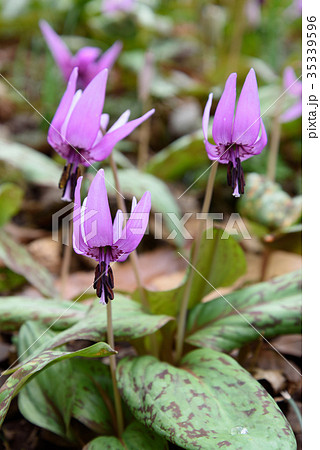 カタクリ カタクリ 35339596